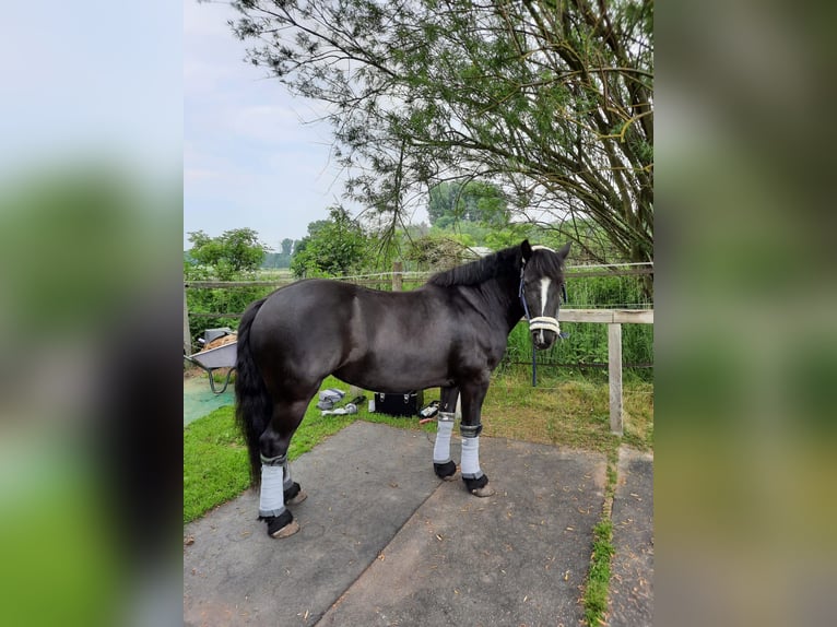 Cob Irlandese / Tinker / Gypsy Vanner Mix Giumenta 11 Anni 140 cm Morello in Braunschweig