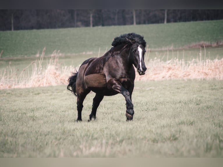 Cob Irlandese / Tinker / Gypsy Vanner Mix Giumenta 11 Anni 140 cm Morello in Braunschweig