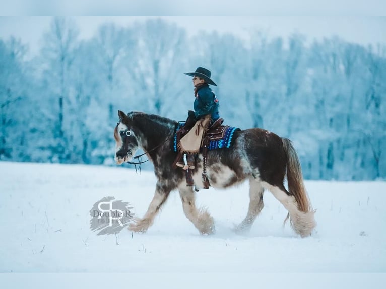 Cob Irlandese / Tinker / Gypsy Vanner Giumenta 11 Anni 142 cm in Lyles, TN