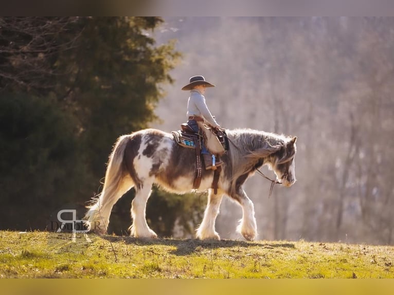 Cob Irlandese / Tinker / Gypsy Vanner Giumenta 11 Anni 142 cm in Lyles, TN