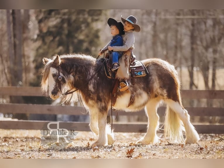 Cob Irlandese / Tinker / Gypsy Vanner Giumenta 11 Anni 142 cm in Lyles, TN