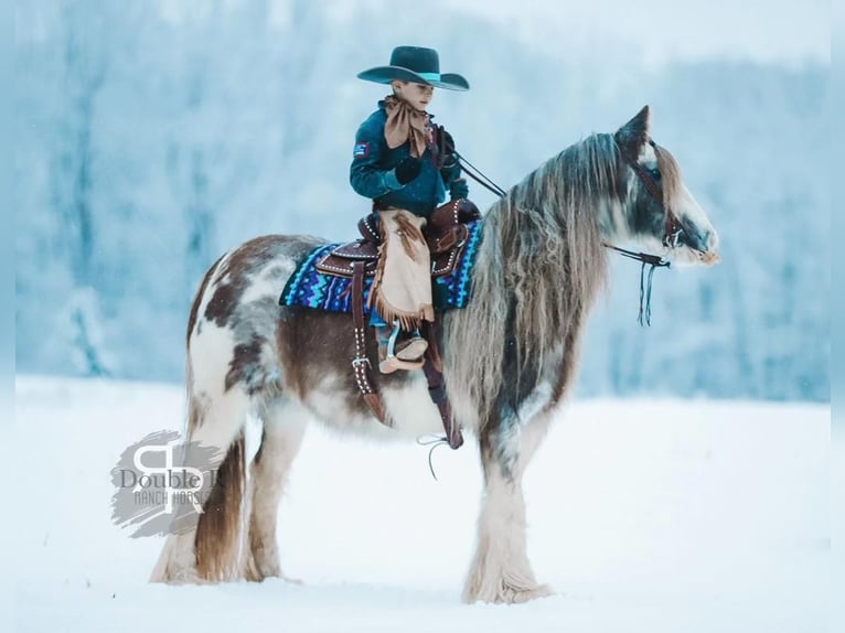 Cob Irlandese / Tinker / Gypsy Vanner Giumenta 11 Anni 142 cm in Lyles, TN