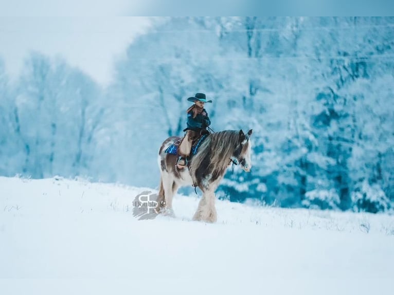 Cob Irlandese / Tinker / Gypsy Vanner Giumenta 11 Anni 142 cm in Lyles, TN