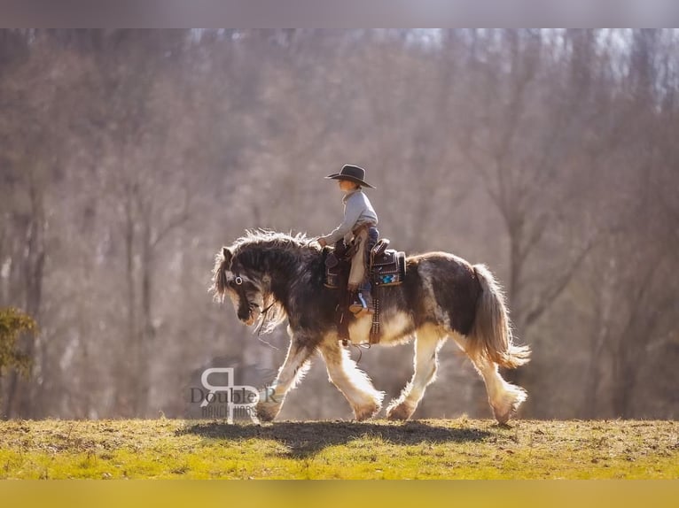 Cob Irlandese / Tinker / Gypsy Vanner Giumenta 11 Anni 142 cm in Lyles, TN