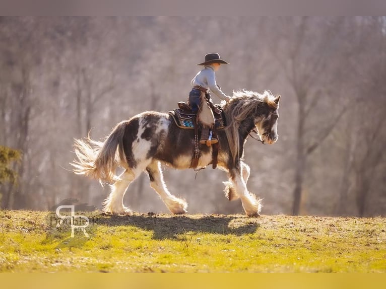 Cob Irlandese / Tinker / Gypsy Vanner Giumenta 11 Anni 142 cm in Lyles, TN