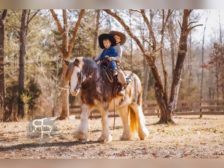 Cob Irlandese / Tinker / Gypsy Vanner Giumenta 11 Anni 142 cm in Lyles, TN