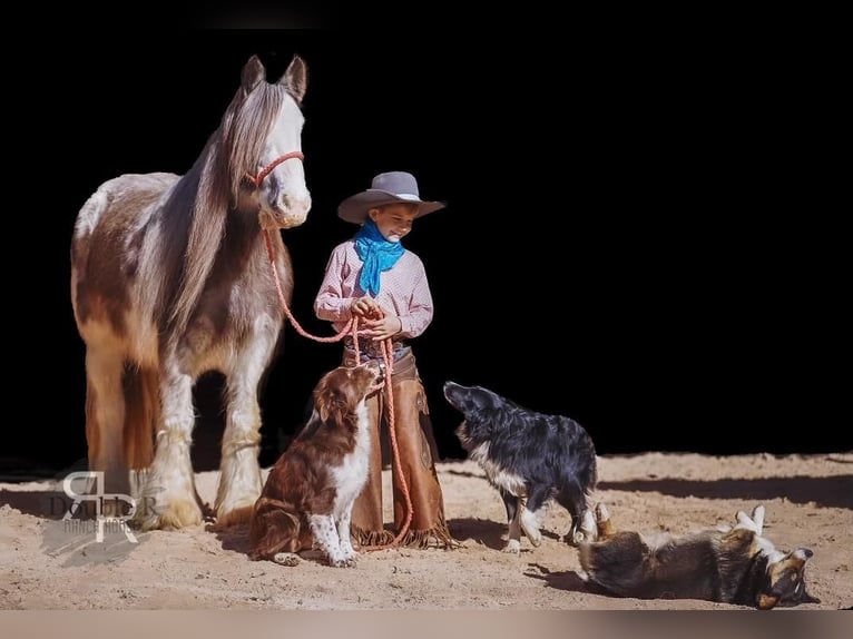 Cob Irlandese / Tinker / Gypsy Vanner Giumenta 11 Anni 142 cm in Lyles, TN