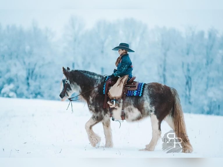 Cob Irlandese / Tinker / Gypsy Vanner Giumenta 11 Anni 142 cm in Lyles, TN