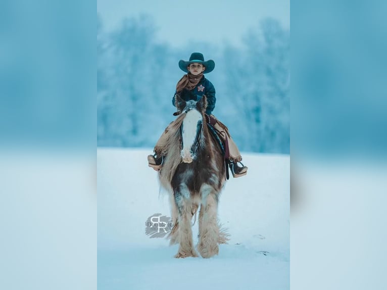 Cob Irlandese / Tinker / Gypsy Vanner Giumenta 11 Anni 142 cm in Lyles, TN