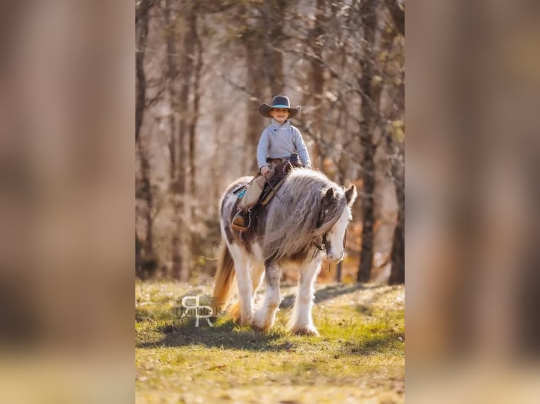 Cob Irlandese / Tinker / Gypsy Vanner Giumenta 11 Anni 142 cm in Lyles, TN