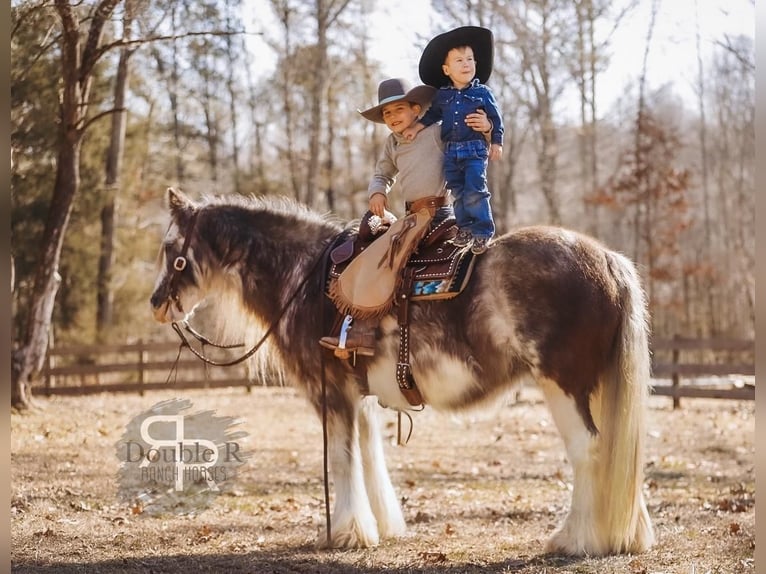 Cob Irlandese / Tinker / Gypsy Vanner Giumenta 11 Anni 142 cm in Lyles, TN