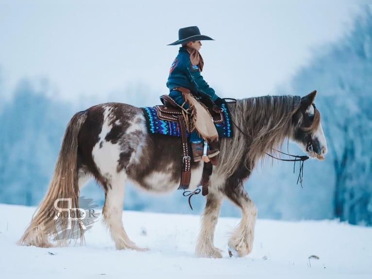 Cob Irlandese / Tinker / Gypsy Vanner Giumenta 11 Anni 142 cm in Lyles, TN