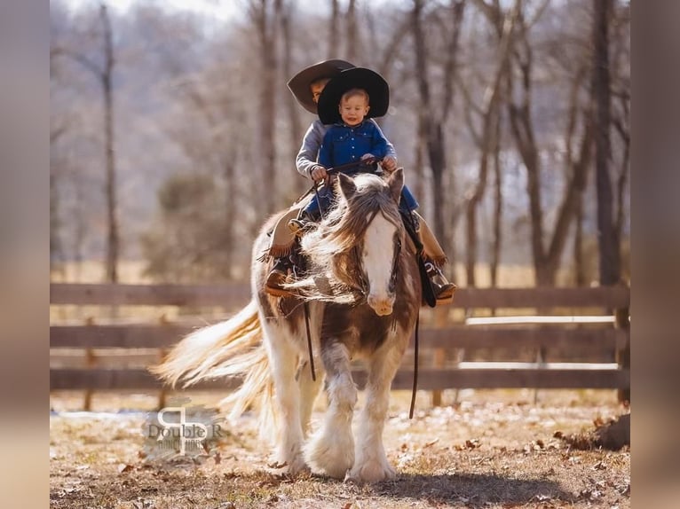 Cob Irlandese / Tinker / Gypsy Vanner Giumenta 11 Anni 142 cm in Lyles, TN