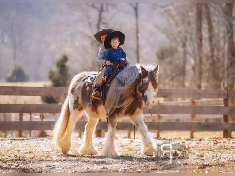 Cob Irlandese / Tinker / Gypsy Vanner Giumenta 11 Anni 142 cm in Lyles, TN