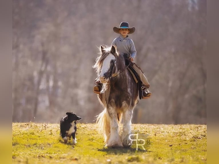 Cob Irlandese / Tinker / Gypsy Vanner Giumenta 11 Anni 142 cm in Lyles, TN