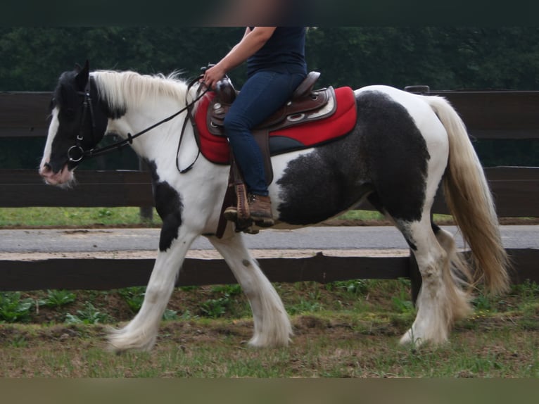 Cob Irlandese / Tinker / Gypsy Vanner Giumenta 11 Anni 142 cm Pezzato in Lathen