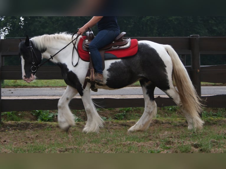 Cob Irlandese / Tinker / Gypsy Vanner Giumenta 11 Anni 142 cm Pezzato in Lathen