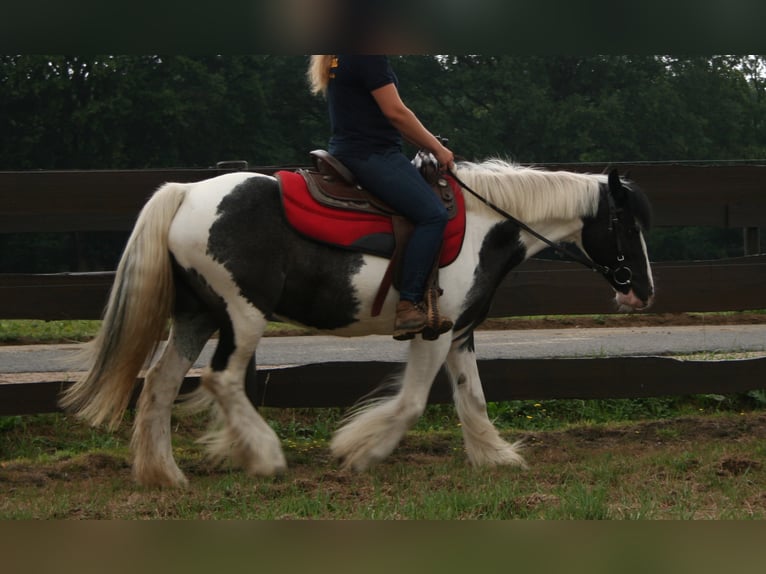 Cob Irlandese / Tinker / Gypsy Vanner Giumenta 11 Anni 142 cm Pezzato in Lathen