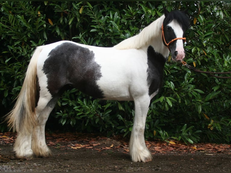 Cob Irlandese / Tinker / Gypsy Vanner Giumenta 11 Anni 142 cm Pezzato in Lathen