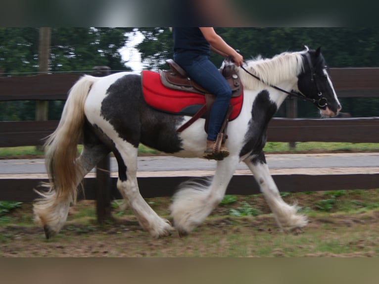 Cob Irlandese / Tinker / Gypsy Vanner Giumenta 11 Anni 142 cm Pezzato in Lathen