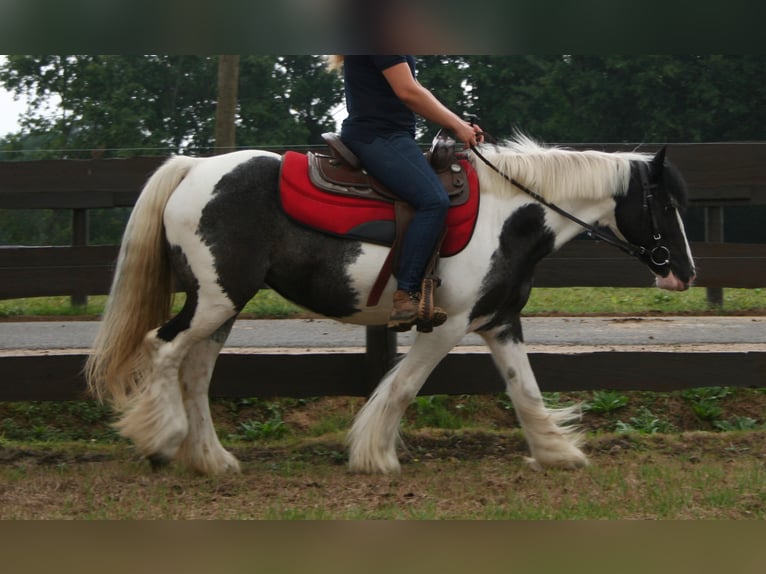 Cob Irlandese / Tinker / Gypsy Vanner Giumenta 11 Anni 142 cm Pezzato in Lathen