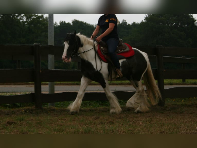 Cob Irlandese / Tinker / Gypsy Vanner Giumenta 11 Anni 142 cm Pezzato in Lathen