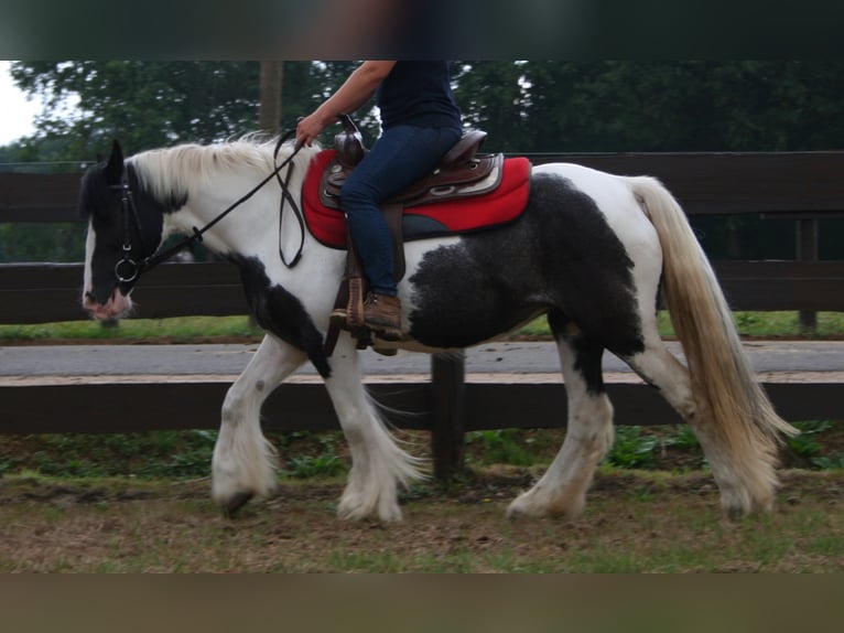 Cob Irlandese / Tinker / Gypsy Vanner Giumenta 11 Anni 142 cm Pezzato in Lathen