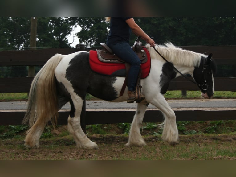 Cob Irlandese / Tinker / Gypsy Vanner Giumenta 11 Anni 142 cm Pezzato in Lathen