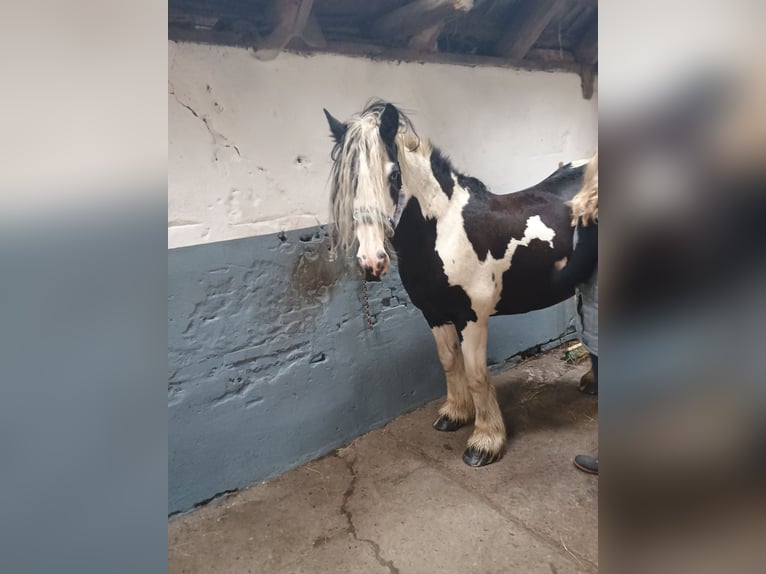 Cob Irlandese / Tinker / Gypsy Vanner Giumenta 11 Anni 147 cm Pezzato in Schortens Schoost