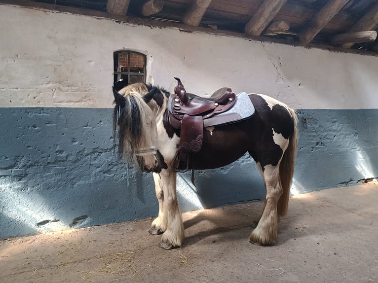 Cob Irlandese / Tinker / Gypsy Vanner Giumenta 11 Anni 147 cm Pezzato in Schortens Schoost