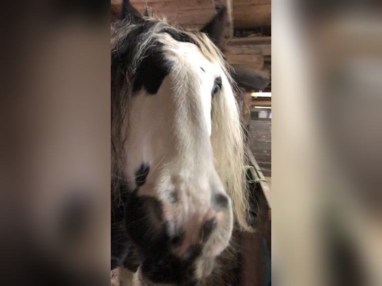 Cob Irlandese / Tinker / Gypsy Vanner Giumenta 11 Anni 147 cm Pezzato in Schortens Schoost