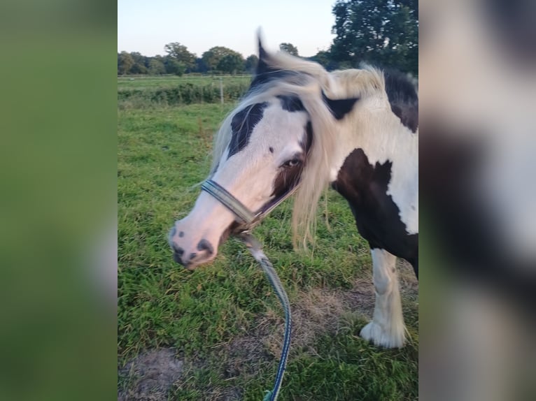 Cob Irlandese / Tinker / Gypsy Vanner Giumenta 11 Anni 147 cm Pezzato in Schortens Schoost