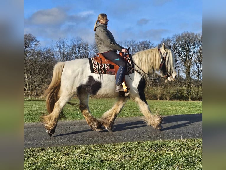 Cob Irlandese / Tinker / Gypsy Vanner Giumenta 11 Anni 154 cm Pezzato in Linkenbach