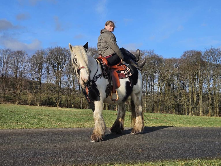 Cob Irlandese / Tinker / Gypsy Vanner Giumenta 11 Anni 154 cm Pezzato in Linkenbach