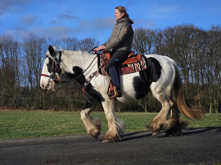 Cob Irlandese / Tinker / Gypsy Vanner Giumenta 11 Anni 154 cm Pezzato in Linkenbach