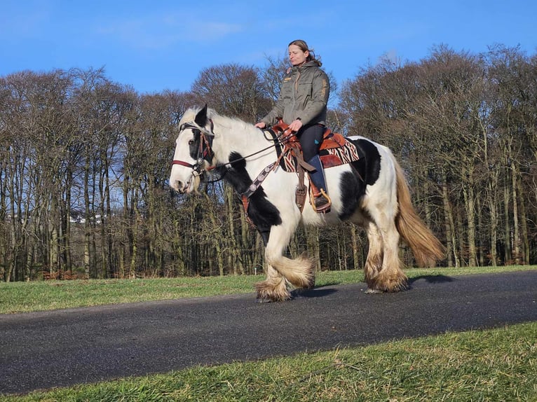 Cob Irlandese / Tinker / Gypsy Vanner Giumenta 11 Anni 154 cm Pezzato in Linkenbach