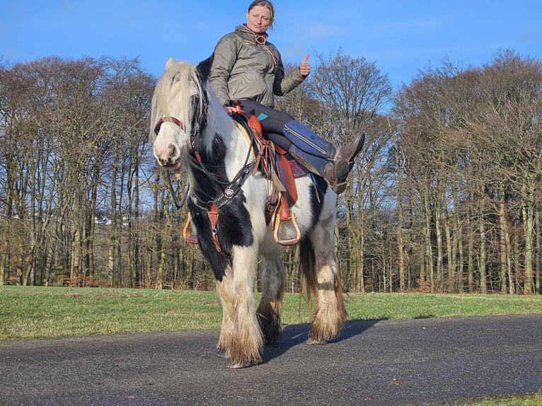 Cob Irlandese / Tinker / Gypsy Vanner Giumenta 11 Anni 154 cm Pezzato in Linkenbach