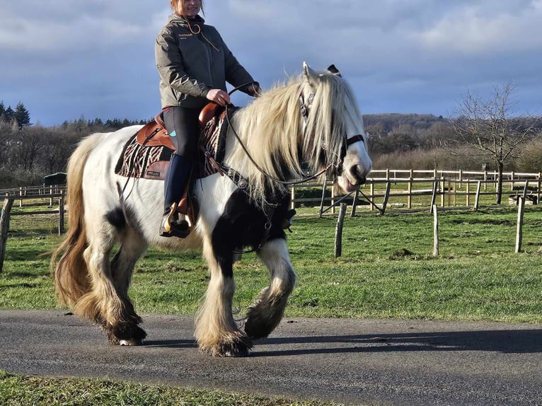 Cob Irlandese / Tinker / Gypsy Vanner Giumenta 11 Anni 154 cm Pezzato in Linkenbach