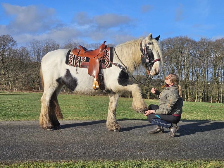 Cob Irlandese / Tinker / Gypsy Vanner Giumenta 11 Anni 154 cm Pezzato in Linkenbach