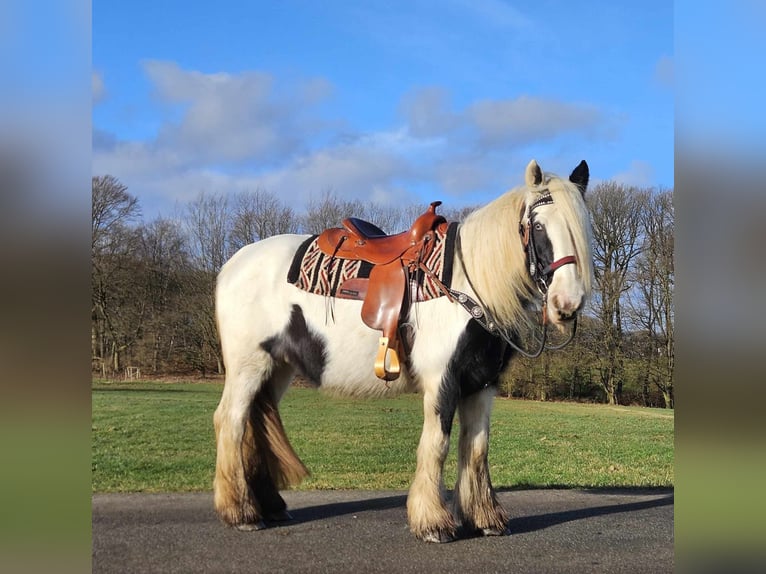 Cob Irlandese / Tinker / Gypsy Vanner Giumenta 11 Anni 154 cm Pezzato in Linkenbach