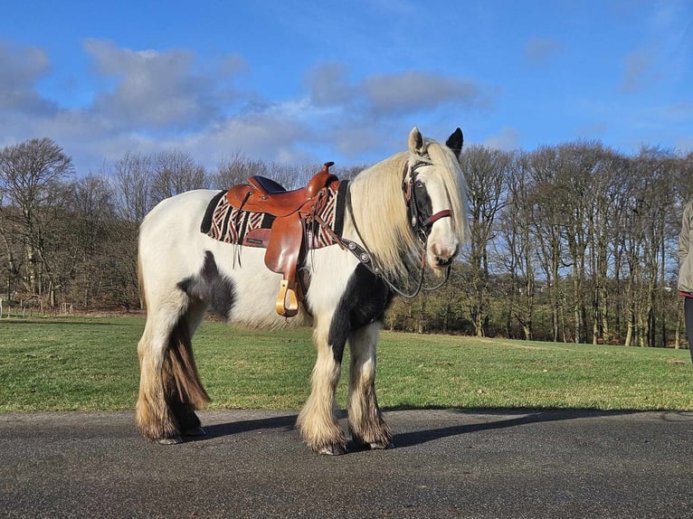 Cob Irlandese / Tinker / Gypsy Vanner Giumenta 11 Anni 154 cm Pezzato in Linkenbach