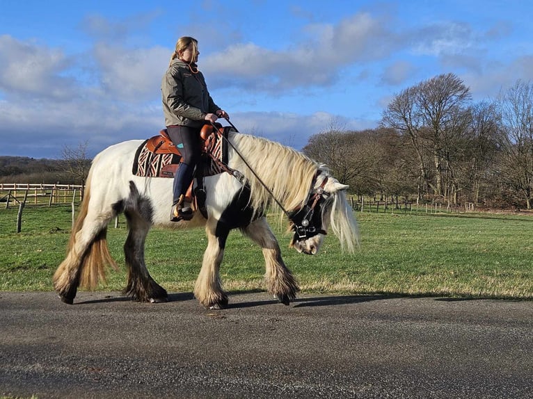 Cob Irlandese / Tinker / Gypsy Vanner Giumenta 11 Anni 154 cm Pezzato in Linkenbach