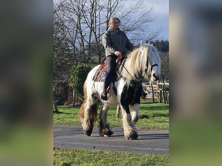 Cob Irlandese / Tinker / Gypsy Vanner Giumenta 11 Anni 154 cm Pezzato in Linkenbach