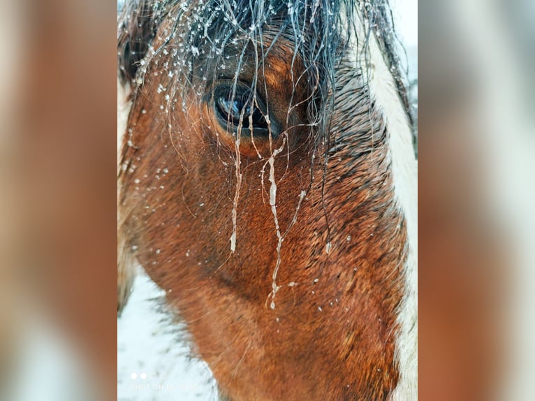 Cob Irlandese / Tinker / Gypsy Vanner Giumenta 11 Anni 156 cm Pezzato in Hückeswagen