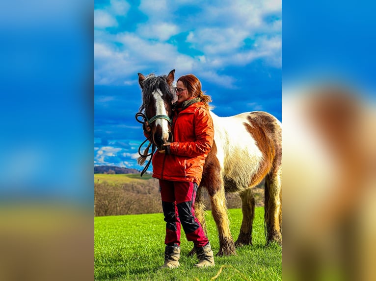 Cob Irlandese / Tinker / Gypsy Vanner Giumenta 11 Anni 156 cm Pezzato in Hückeswagen