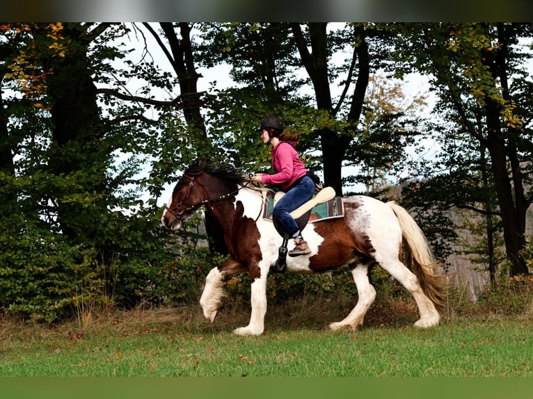 Cob Irlandese / Tinker / Gypsy Vanner Giumenta 11 Anni 156 cm Pezzato in Hückeswagen