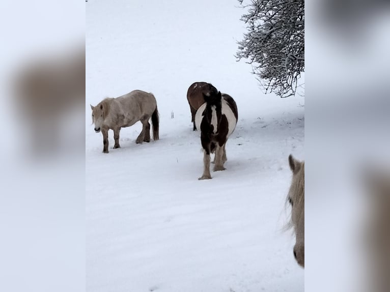 Cob Irlandese / Tinker / Gypsy Vanner Giumenta 11 Anni 156 cm Pezzato in Hückeswagen