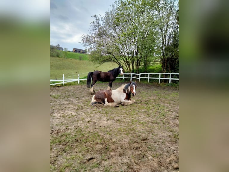 Cob Irlandese / Tinker / Gypsy Vanner Giumenta 11 Anni 156 cm Pezzato in Hückeswagen