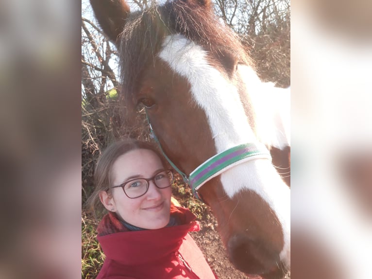 Cob Irlandese / Tinker / Gypsy Vanner Giumenta 11 Anni 156 cm Pezzato in Hückeswagen