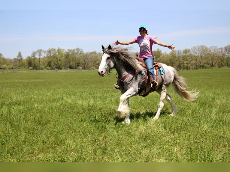 Cob Irlandese / Tinker / Gypsy Vanner Giumenta 11 Anni Sabino in 48356